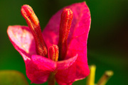 23rd Jan 2014 - (Day 344) - bougainvilliea buds