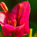 (Day 344) - bougainvilliea buds by cjphoto