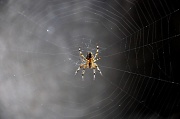 20th Sep 2010 - Spider