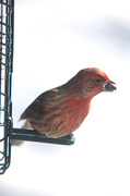 23rd Jan 2014 - Finch with the seed!