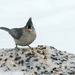 Feeding time for the junco by dridsdale