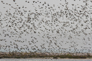 19th Jan 2014 - Shorebird Swarm