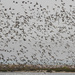 Shorebird Swarm by helenw2