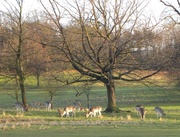 23rd Jan 2014 - Oh Deer where are the Golfers