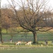 Oh Deer where are the Golfers by oldjosh