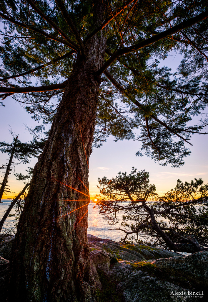 Shore Pine Point by abirkill