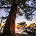 Shore Pine Point by abirkill
