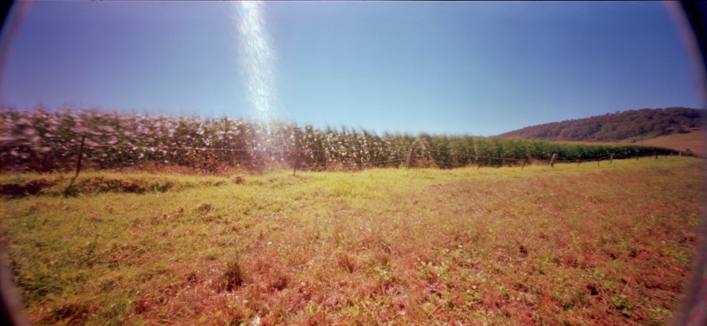 Corn field by peterdegraaff