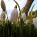 Snowdrops.... by snowy