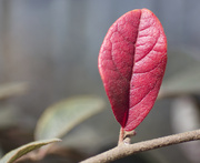 24th Jan 2014 - Single red leaf looking for ...