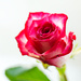 Rose by elisasaeter
