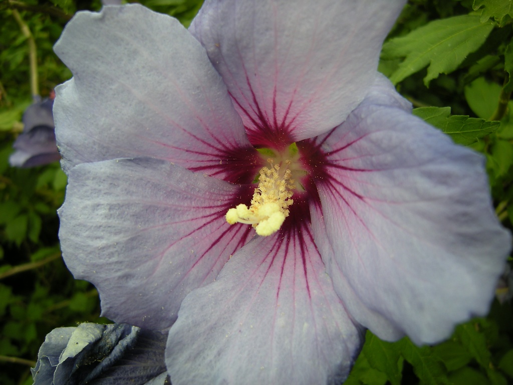 hibiscus by pyrrhula