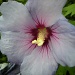 hibiscus by pyrrhula