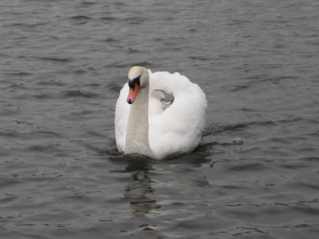  Swan...... by susiemc