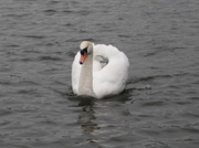 24th Jan 2014 -  Swan......