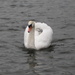  Swan...... by susiemc