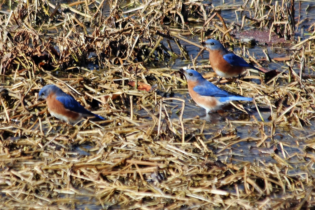 Trio of Bluebirds by milaniet
