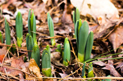 23rd Jan 2014 - A Sign of Spring