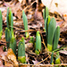A Sign of Spring by rayas
