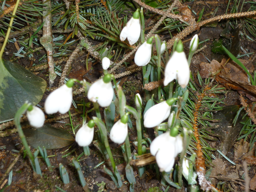Snowdrops by countrylassie