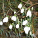 Snowdrops by countrylassie