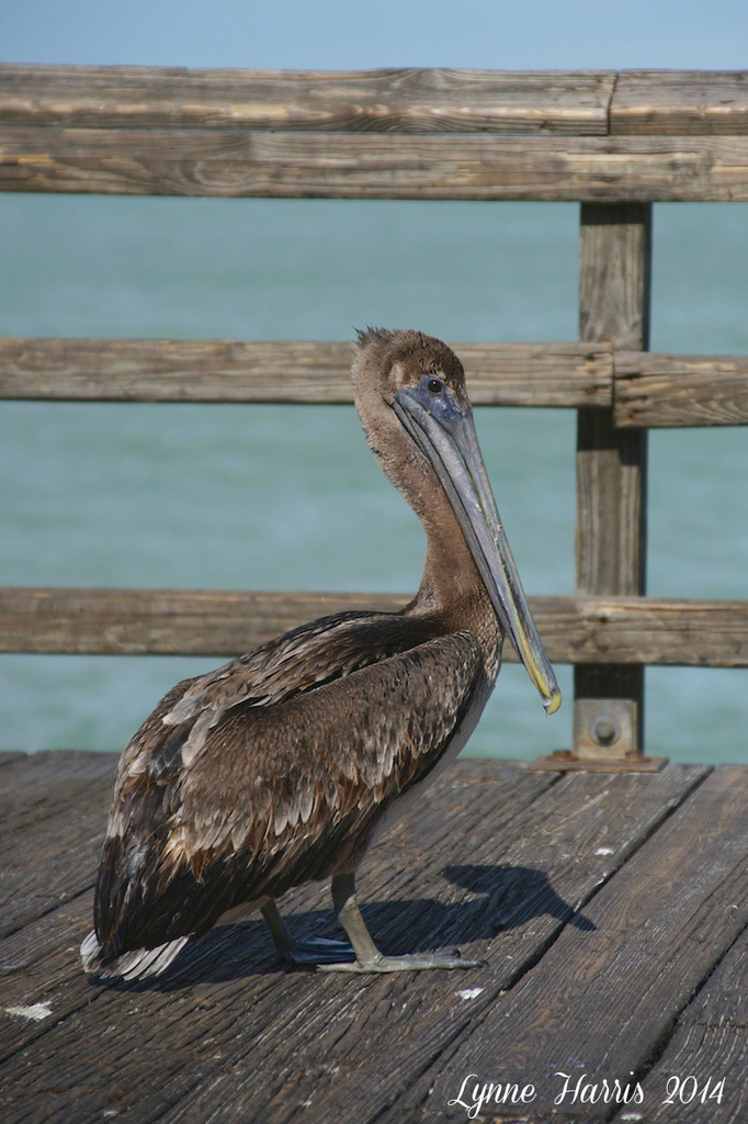 Yep, it's a pelican! by lynne5477