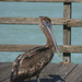Yep, it's a pelican! by lynne5477