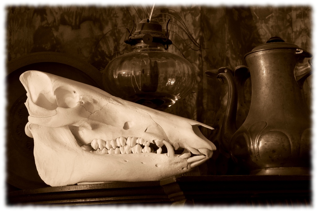 skull on display cabinet by francoise