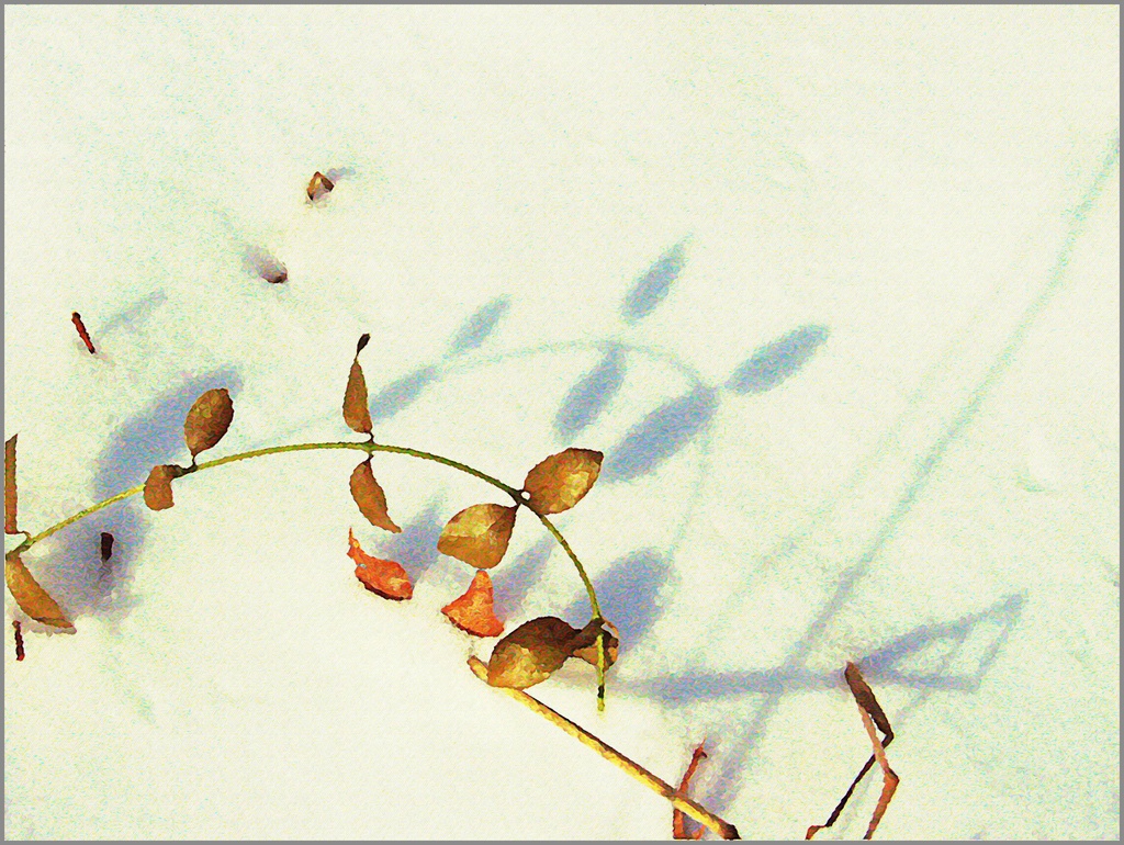 Shadows in Winter  by olivetreeann