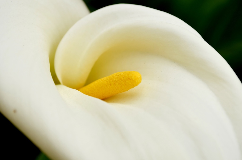 White Calla Lily by mariaostrowski