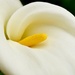 White Calla Lily by mariaostrowski