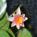 Water lili by gigiflower