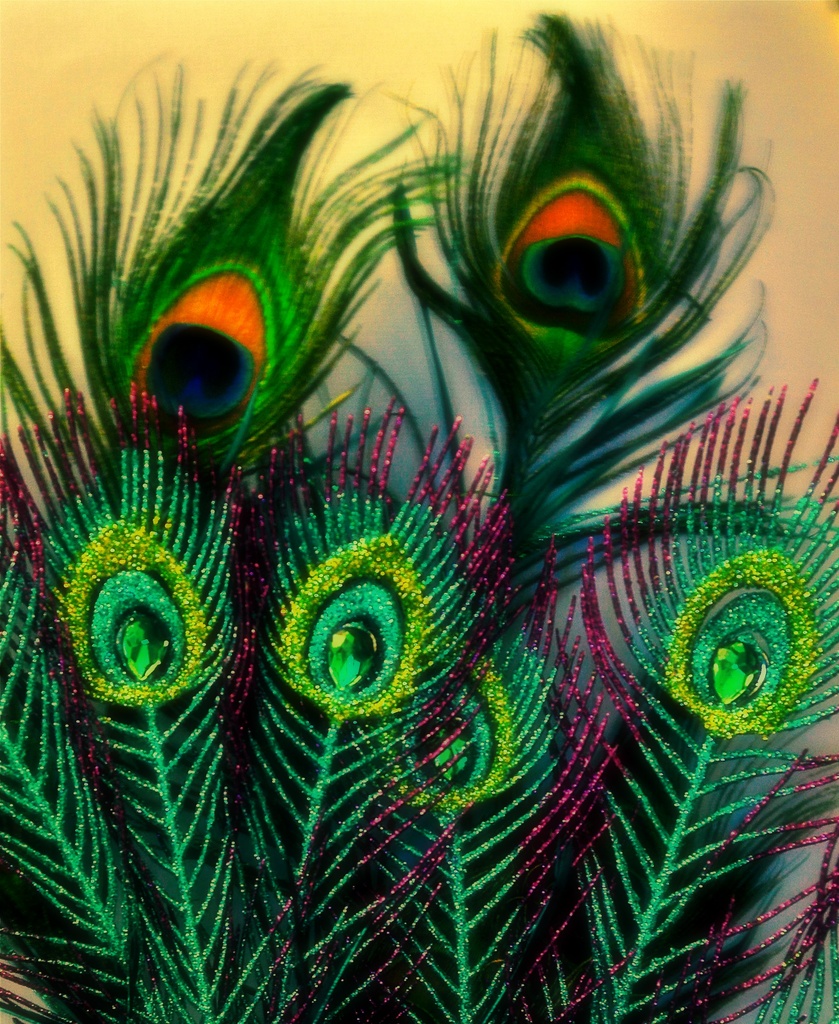 peacock by joysfocus