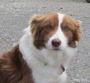 23rd Jan 2014 - Zady - a red Border Collie