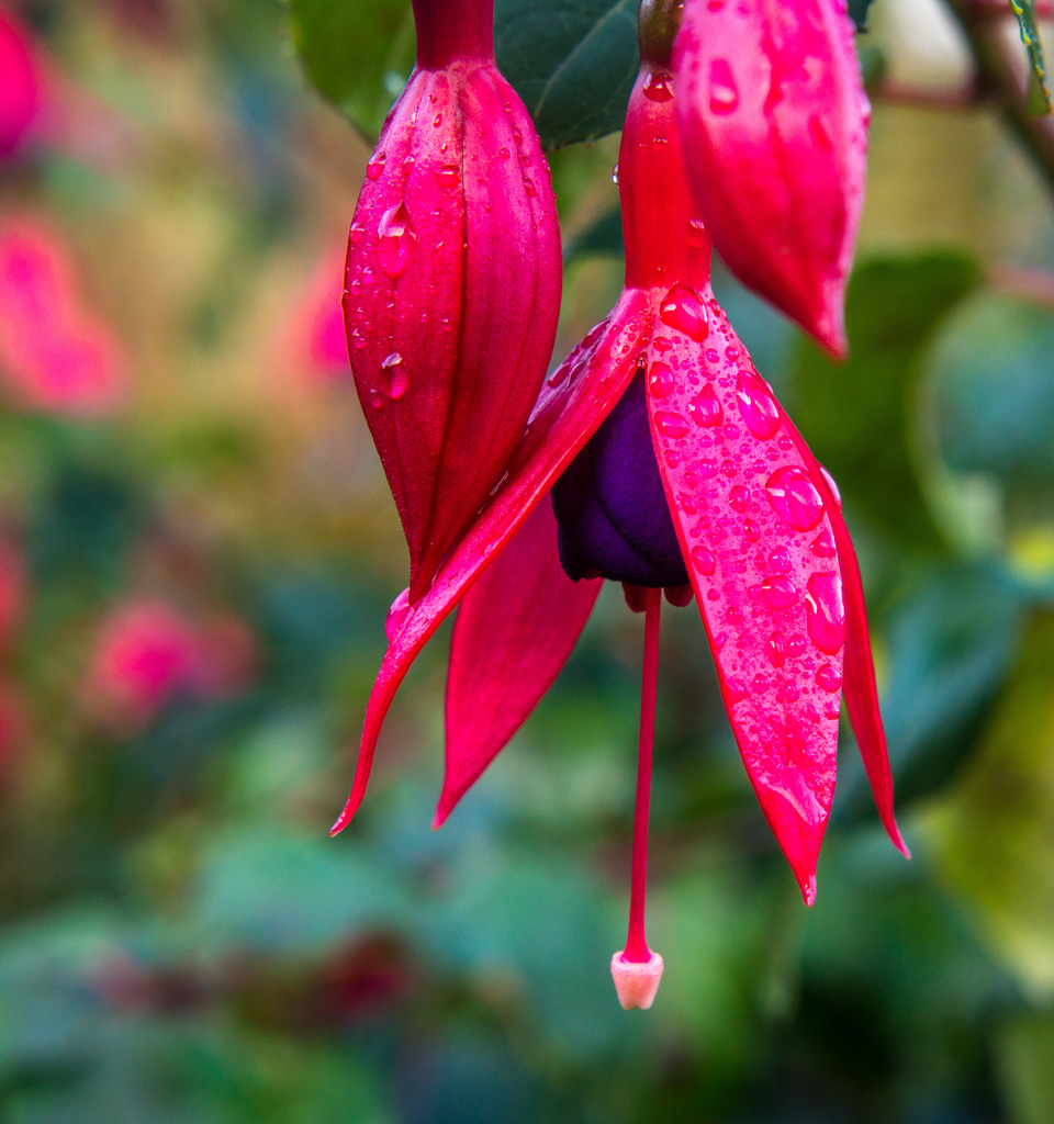 The stubborn Fuschia by vignouse