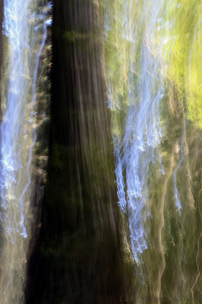 Redwoods Intentional Camera Motion  by jgpittenger