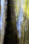 20th Jan 2014 - Redwoods Intentional Camera Motion 