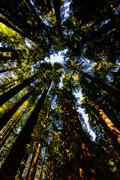 20th Jan 2014 - Looking Up In the Redwoods 
