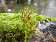24th Jan 2014 - Mossy forest