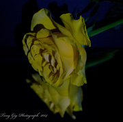 25th Jan 2014 - Yellow Rose
