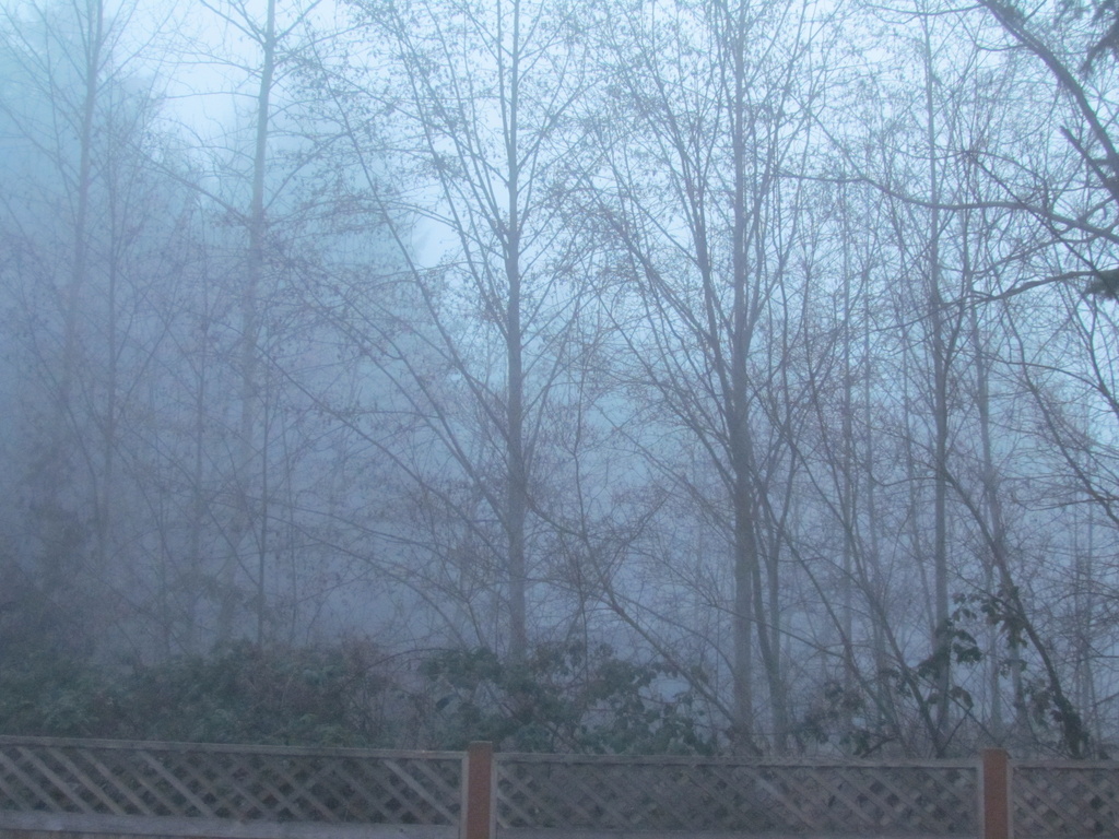 Foggy morning by kathyo