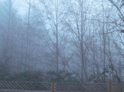 24th Jan 2014 - Foggy morning