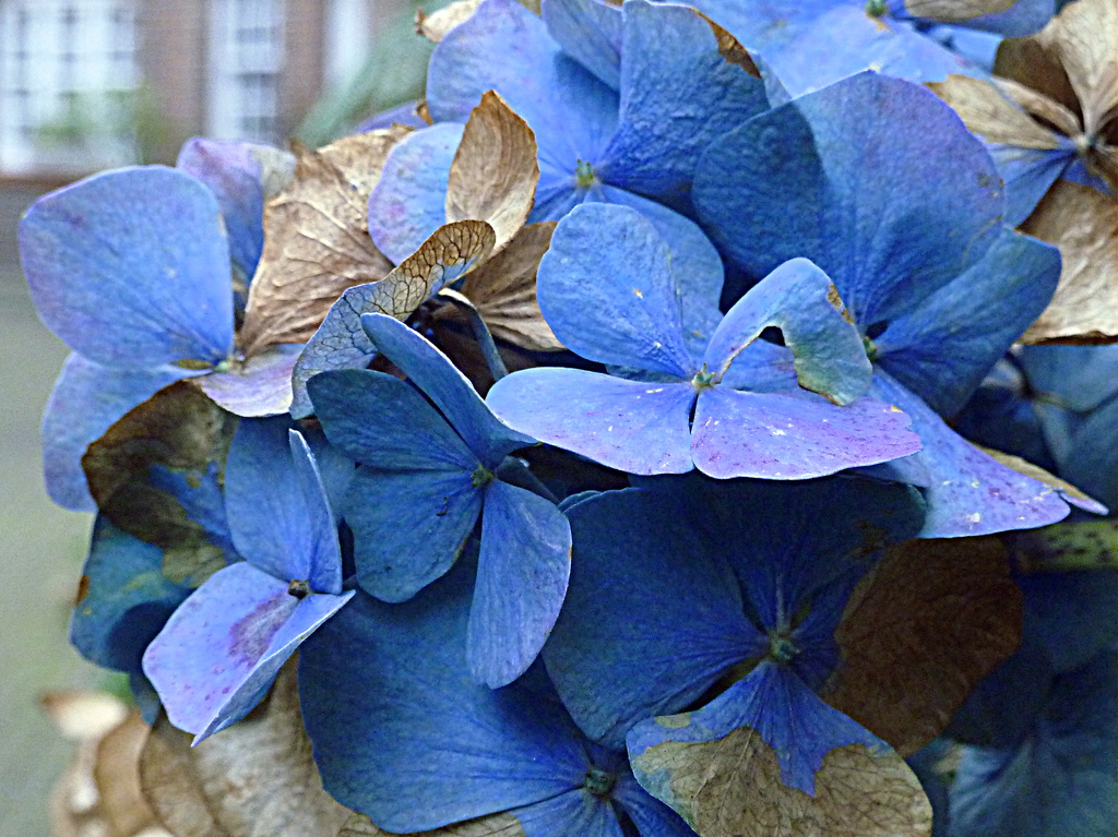 The only hydrangea left by boxplayer