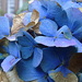 The only hydrangea left by boxplayer