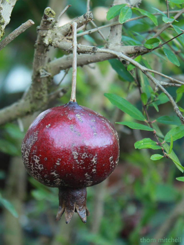 Dwarf pomegranate by rhoing