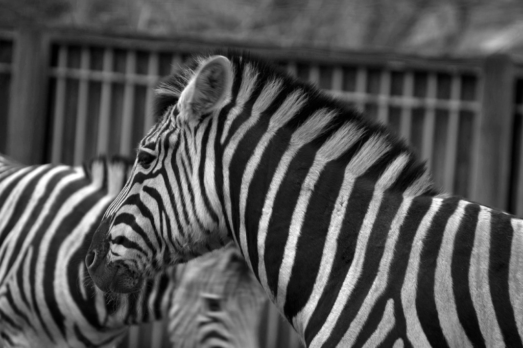 Zebras by bizziebeeme