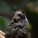 Baby monkey by bizziebeeme