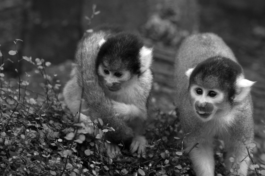 Monkeys by bizziebeeme