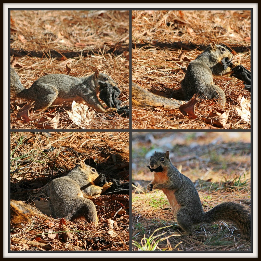 Squirrel Tug of War by milaniet