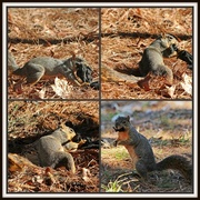 25th Jan 2014 - Squirrel Tug of War